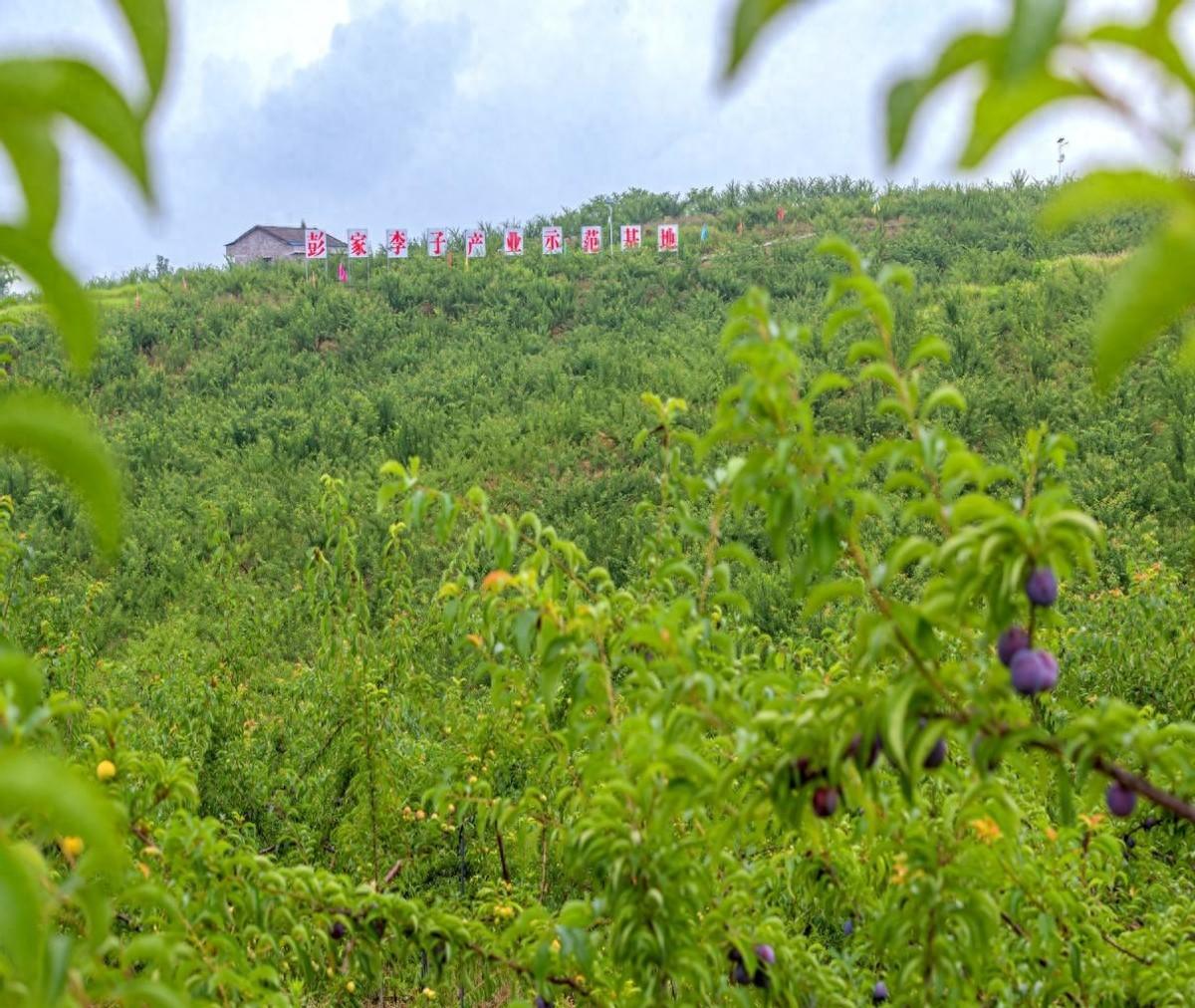 与“李”相约!广安区彭家乡的李子成熟了(图1)