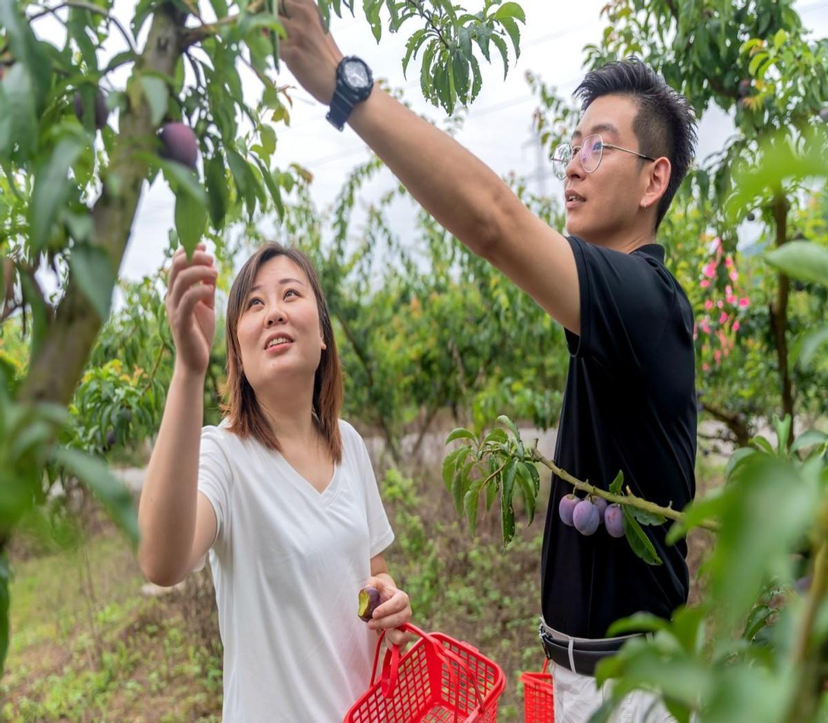 与“李”相约!广安区彭家乡的李子成熟了(图2)