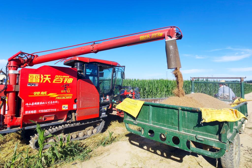 “龙口夺粮”收麦忙——“塞外粮仓”夏收见闻(图1)