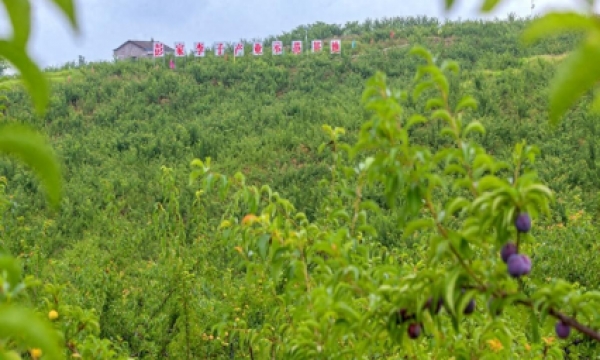 与“李”相约！广安区彭家乡的李子成熟了