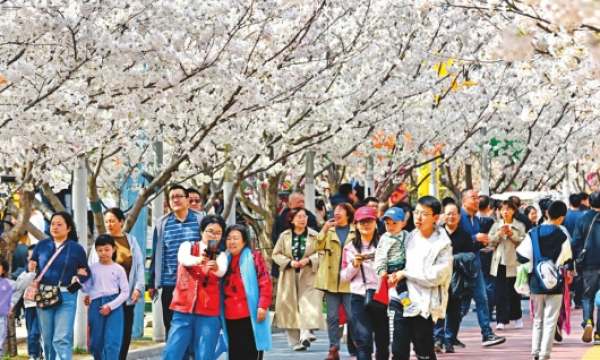 樱花烂漫醉游人