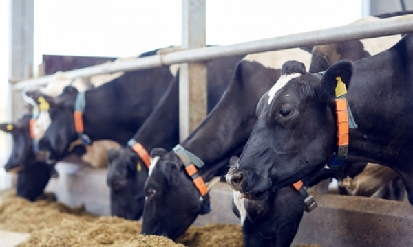 宁夏石嘴山市惠农区：肉牛产业“跑”出“加速度”