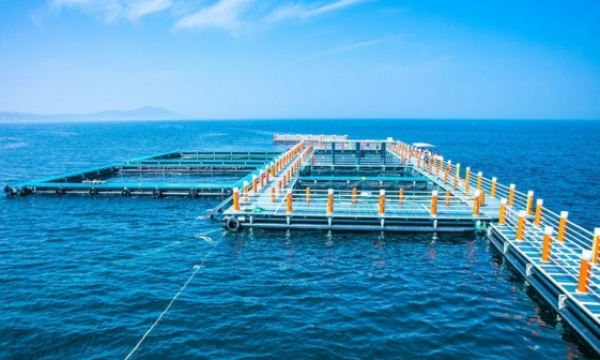 深耕“海洋牧场”，走好向海图强路