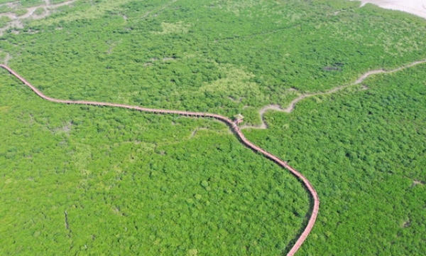 万羽归时云作路 绘就人鸟共家园——“中国白鹭之乡”广西防城港