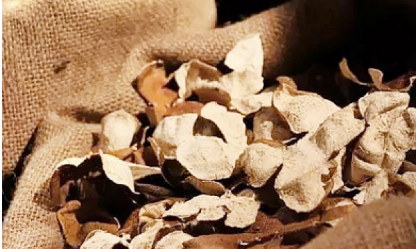 时光“陈”藏的岭南黄金——新会陈皮