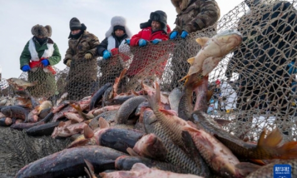 万鱼腾跃破冰来！中俄界湖兴凯湖冬捕启幕，千年渔猎文化架起友谊